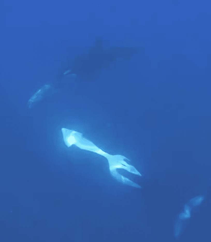Momentul când o orcă lovește un pește-soare atât de puternic încât explodează, în Oceanul Pacific