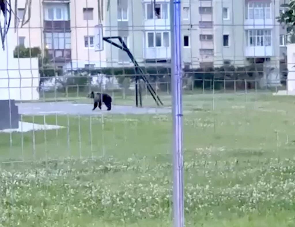 Un urs s-a plimbat prin centrul Sibiului. Mesaj RO-Alert emis la 04:55 dimineața. Unde a fost capturat