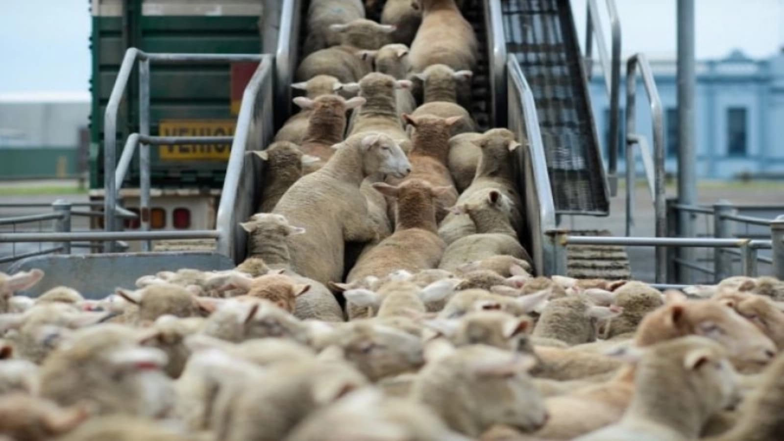 Groaznicele condiții în care sunt exportate animalele vii din România: UE consideră țara noastră un adevărat risc de biosecuritate