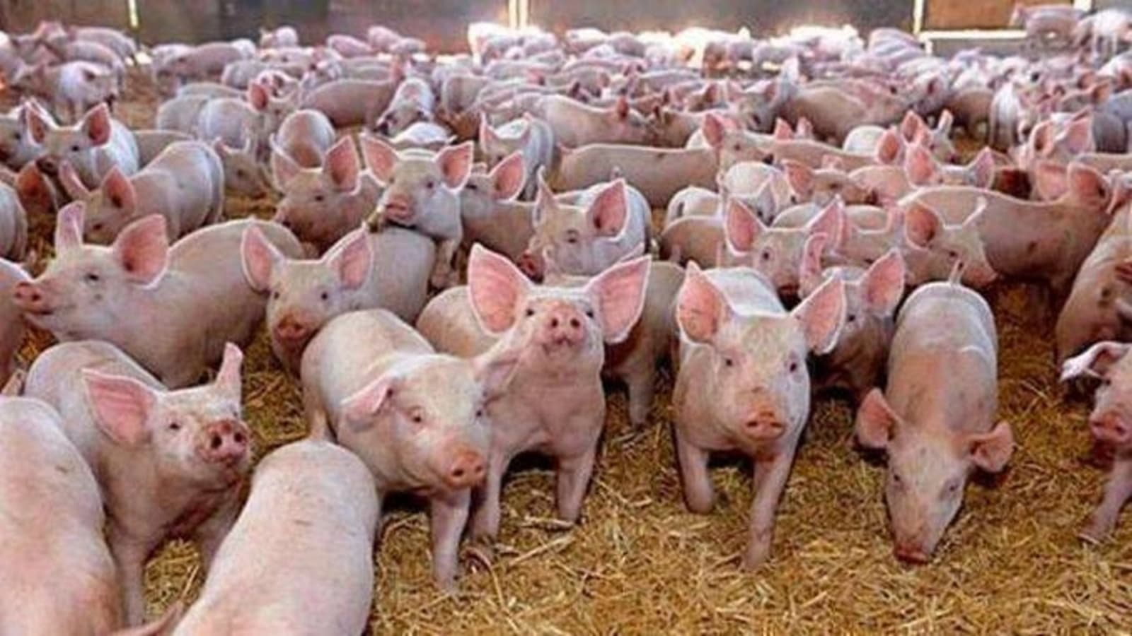 Aproximativ 30.000 de porci au fost sacrificați ori au murit în Serbia din cauza pestei porcine africane